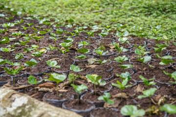 small coffee plants, nursery from Nicaragua