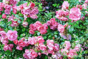 Lovely pink  roses bushes