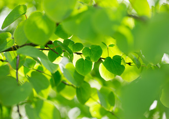 Fototapeta na wymiar Fresh green background with leaves.