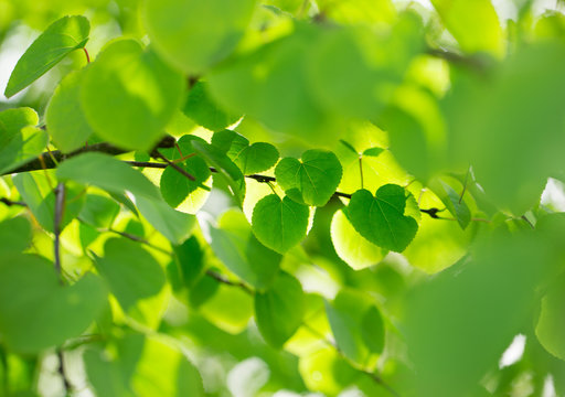Fresh green background with leaves.