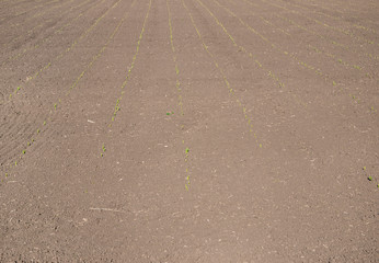field