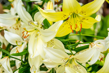 Fototapeta na wymiar White and yellow lilies in the garden 