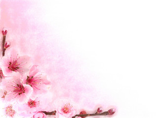 Spring flowers, apple-tree, pink background, drawing of flowers