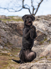 Beautiful mutt black dog Amy on mountains