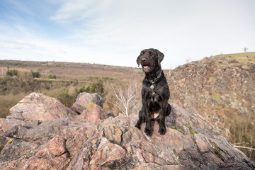 Beautiful mutt black dog Amy on mountains
