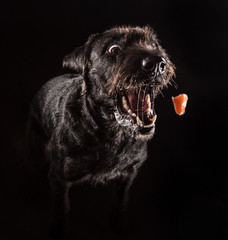 Black funny dog eating food.