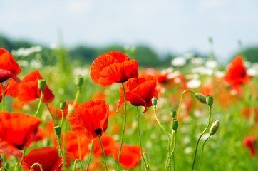 Beautiful poppy field