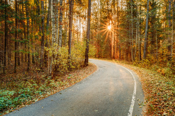 Winding asphalt road path walkway through autumn forest. Sunset 