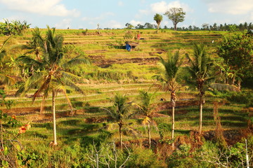 Rice terraces in Bali, Indonesia