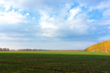 green grass in the field