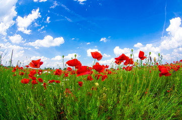 Obraz premium meadow with wild poppies