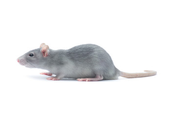 rat