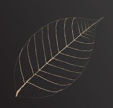 skeletonized leaf for your design