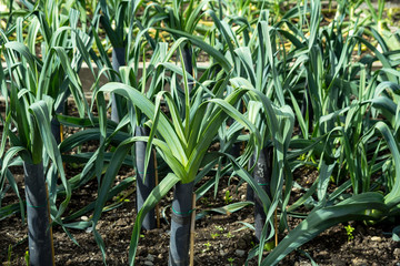Obraz premium Leek growing in the garden