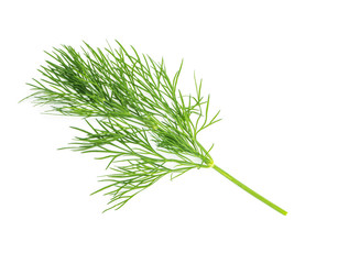 Green dill isolated on white background. Studio macro