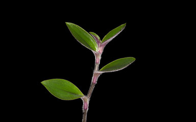 plant tree growing seedling in soil isolated on white