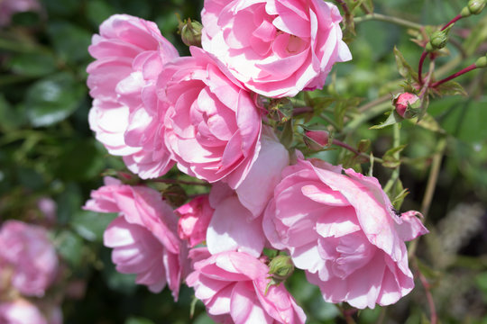 Lovely pink climbing roses