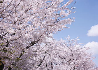五条川の桜