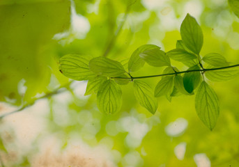 green leaves on the green backgrounds