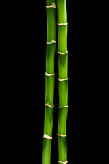 Fototapeta na wymiar green bamboo isolated on a black background