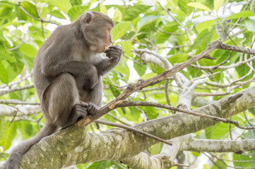 Naklejka na ściany i meble monkey(Macaque)