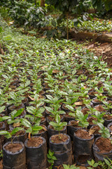 small coffee plants, nursery from Nicaragua