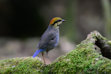 Blue Pitta