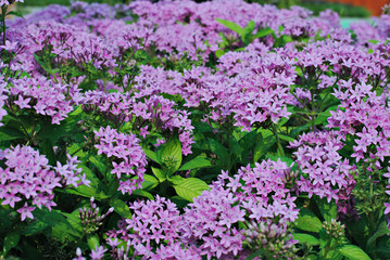 violet flowers background color nature wall blossom