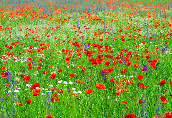 Field of bright red corn poppy flowers in summer