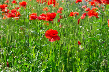 Obraz na płótnie Canvas Field of bright red corn poppy flowers in summer
