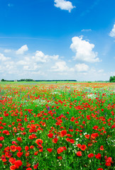 Field of bright red corn poppy flowers in summer