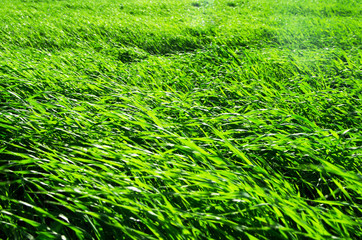Green grass texture from a field