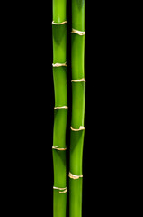 green bamboo isolated on a black background
