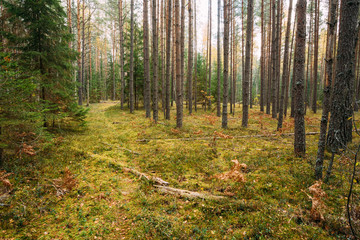 Path, pathway, way in wild autumn evergreen coniferous forest re