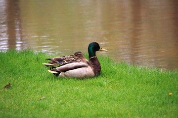 mallard duck on the canal in Sapporo – Hokkaido.jp

