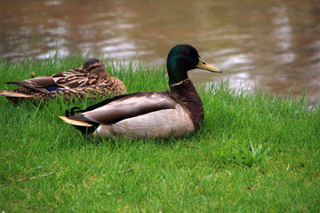 mallard duck on the canal in Sapporo – Hokkaido.jp
