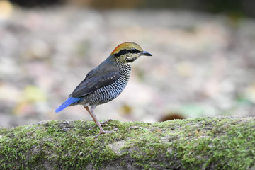 Blue Pitta
