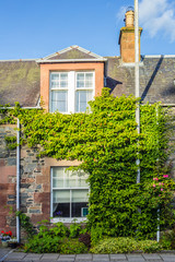 Beautiful old house covered with green ivy