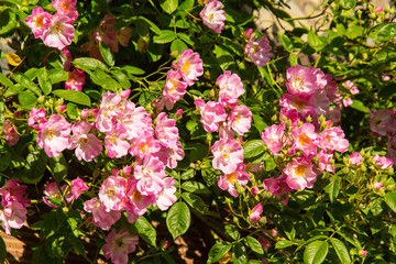 Lovely pink climbing roses