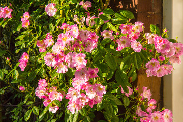 Lovely pink climbing roses close up