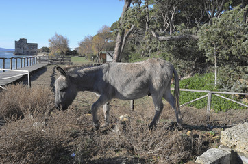 Donkey near the sea