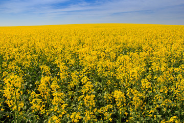 view of yellow rapeseed field in blossom by forest