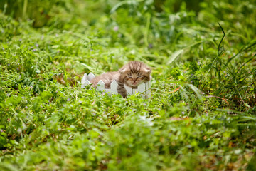 Kitten on nature 