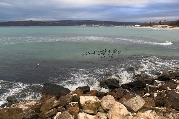 Птицы в Чёрном море