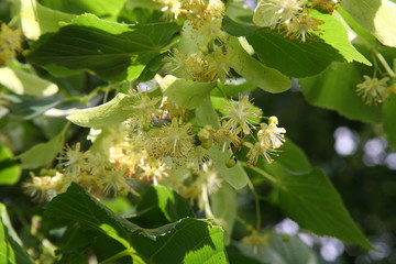 Linden flowers