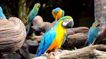 Blue and yellow macaw.