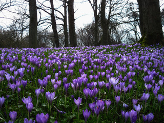 Krokusbl&uuml;te in Husumer Schlossgarten