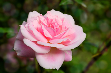 Pink English Roses on Blurred Rose Garden Background.