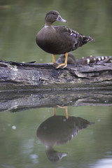 African Black Duck