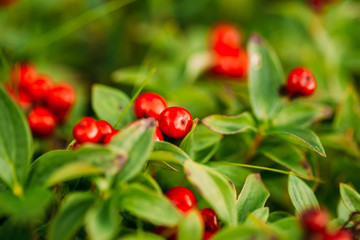 Obraz premium Wild lingon berries closeup, Norway nature.